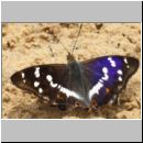 Apatura iris - Grosser Schillerfalter 01c Sandgrube Niedringhaussee.jpg